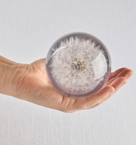 PUSTEBLUME Briefbeschwerer